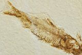 Two Detailed Fossil Fish (Knightia) - Wyoming #234214-1